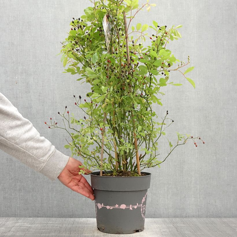 Spécimen de Rosier arbustif Rosy Boom Wildlife Pot de 6L/7L tel que livré au printemps