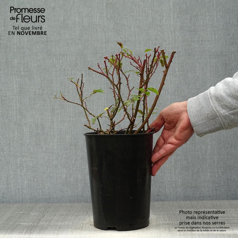 Spécimen de Rosier arbustif Rosy Cushion Pot de 4L/5L tel que livré en automne