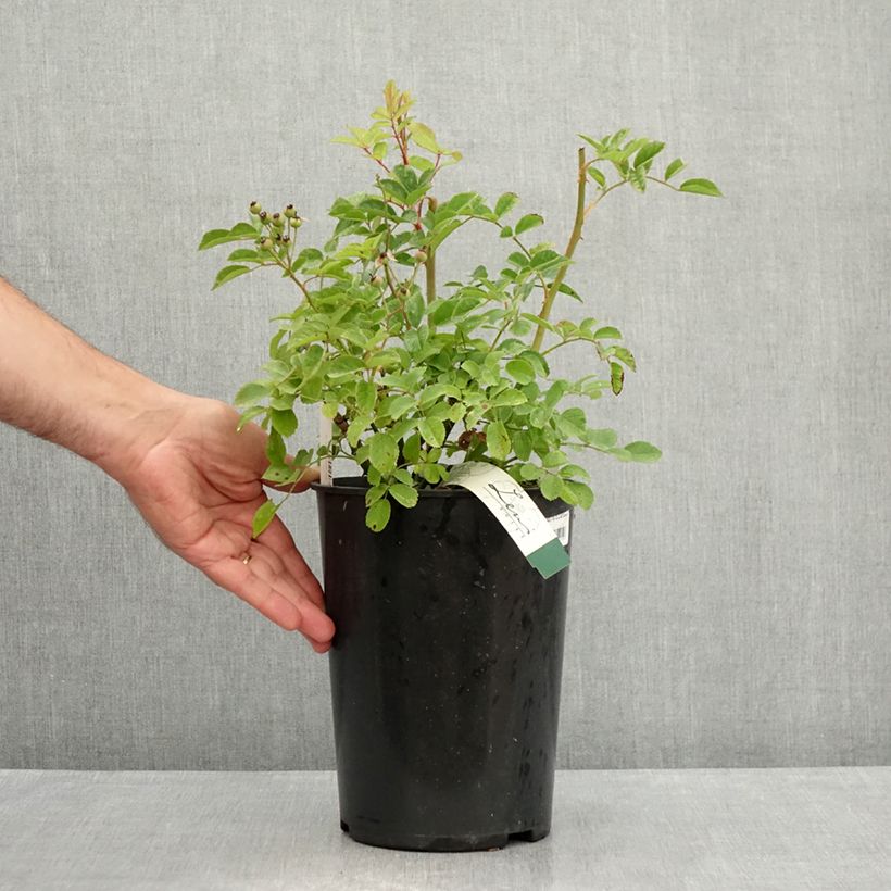Spécimen de Rosier arbustif Rosy Purple Pot de 4L/5L tel que livré en été