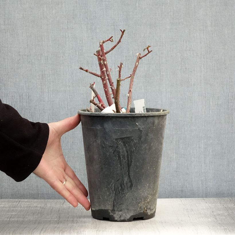 Spécimen de Rosier arbustif Rush Pot de 4L/5L tel que livré en automne