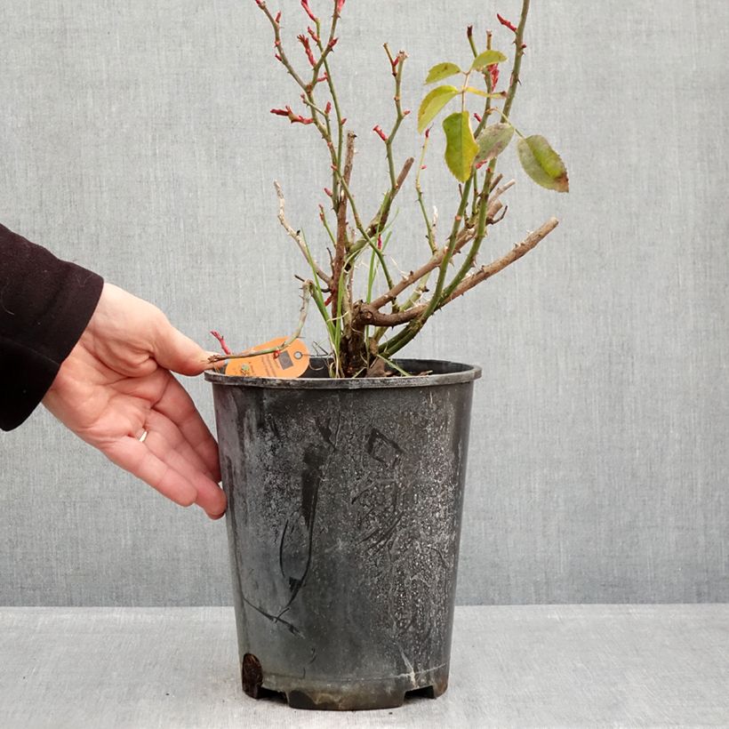 Spécimen de Rosier arbustif Scarlet Bonica Pot de 4L/5L tel que livré en hiver