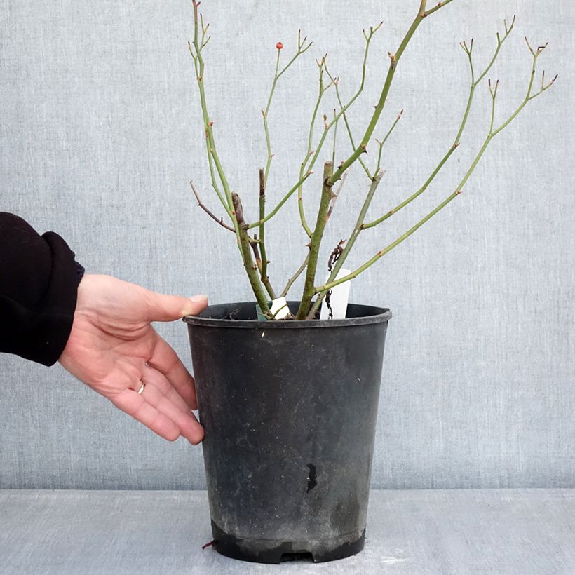 Spécimen de Rosier arbustif Schubert Pot de 4L/5L tel que livré en hiver