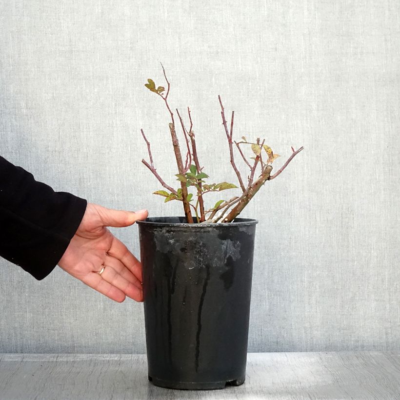 Spécimen de Rosier arbustif Sibelius Pot de 4L/5L tel que livré en automne