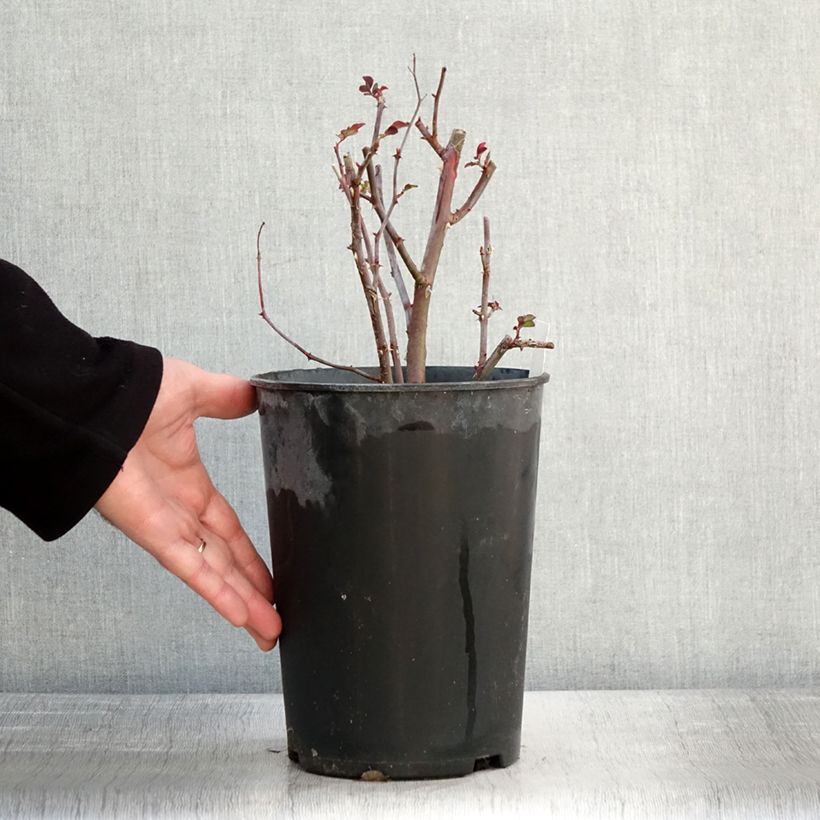 Spécimen de Rosier arbustif Sibelius Pot de 4L/5L tel que livré en hiver