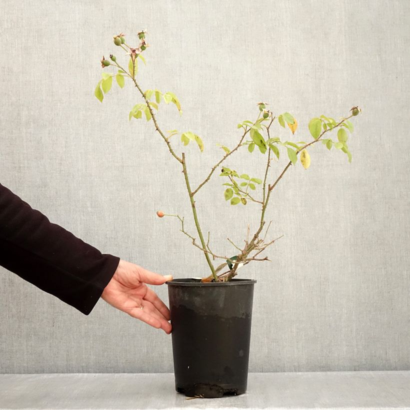 Spécimen de Rosier arbustif Smarty Pot de 4L/5L tel que livré en automne