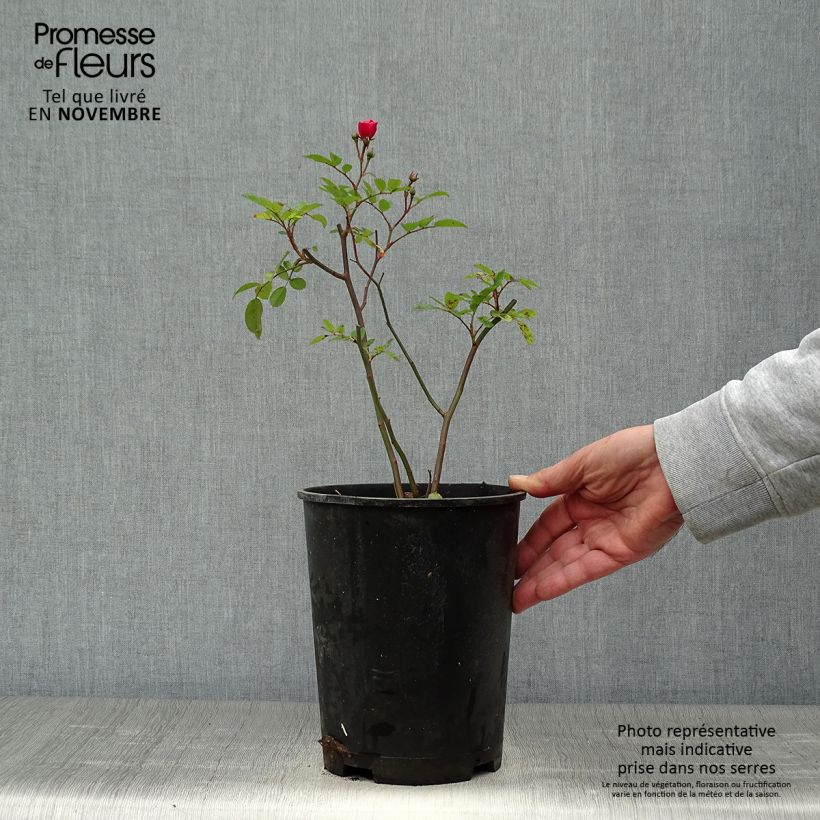 Spécimen de Rosier arbustif Vif Eclat Pot de 4L/5L tel que livré en automne