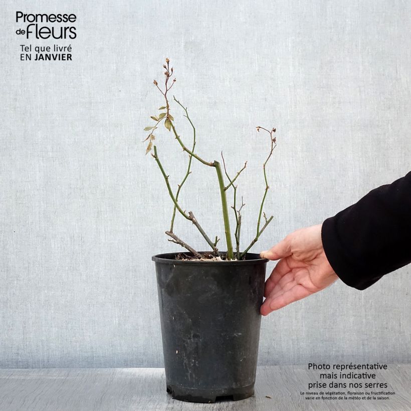 Spécimen de Rosier arbustif Vif Eclat Pot de 4L/5L tel que livré en hiver
