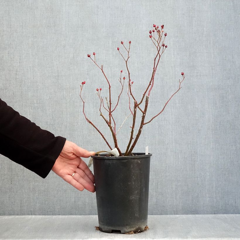 Spécimen de Rosier arbustif Violet Hood Pot de 4L/5L tel que livré en automne