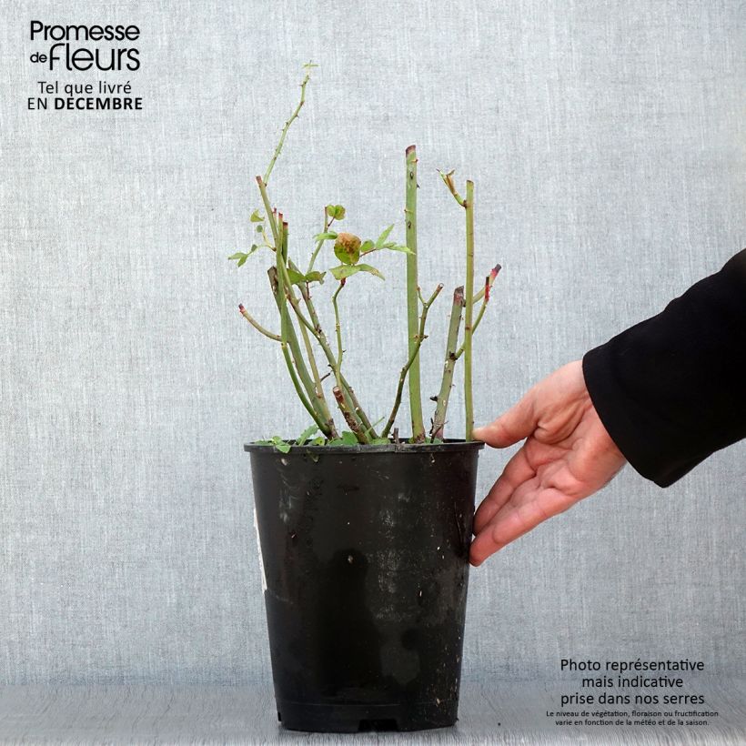 Spécimen de Rosier arbustif Waterloo Pot de 4L/5L tel que livré en automne