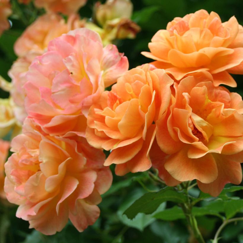 Rosier arbustif Westerland (Floraison)