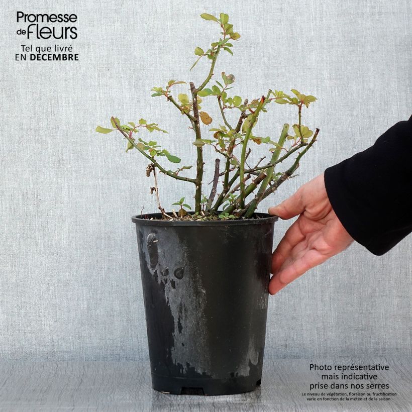 Spécimen de Rosier arbustif White Magic Pot de 4L/5L tel que livré en automne