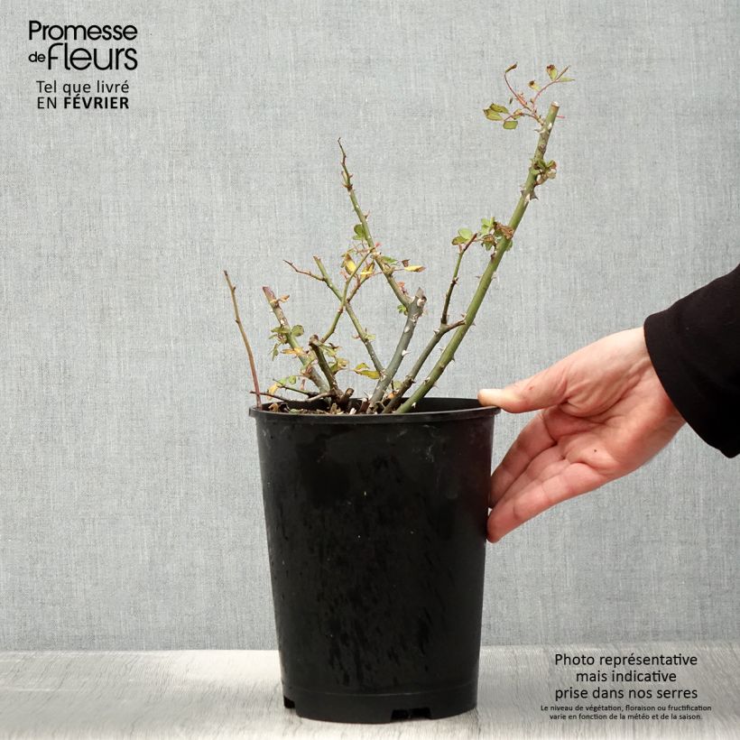 Spécimen de Rosier arbustif White Magic Pot de 4L/5L tel que livré en hiver