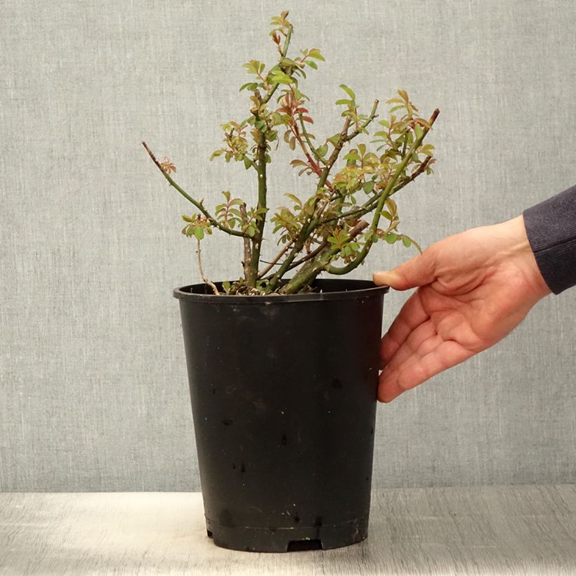 Rosa White Magic - shrub rose 4L/5L pot sample as delivered in spring