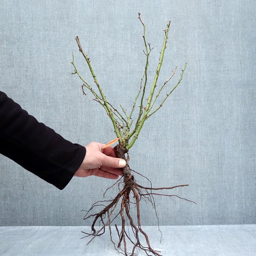 Spécimen de Rosier arbustif Yann Arthus-Bertrand Racines nues tel que livré en hiver
