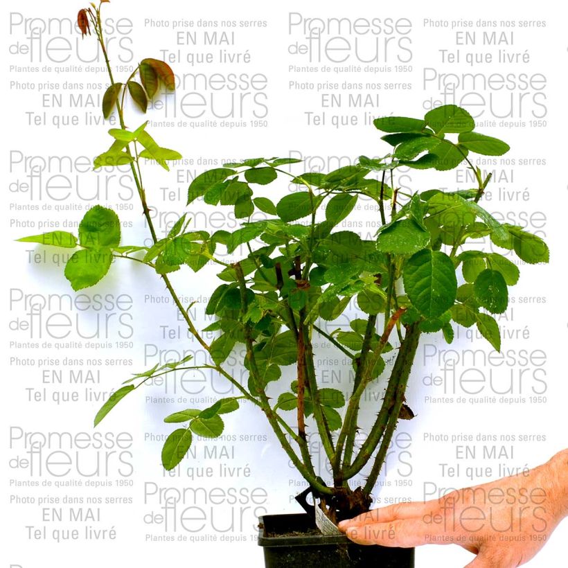 Exemple de spécimen de Rosier David Austin Constance Spry Pot de 4L/5L tel que livré