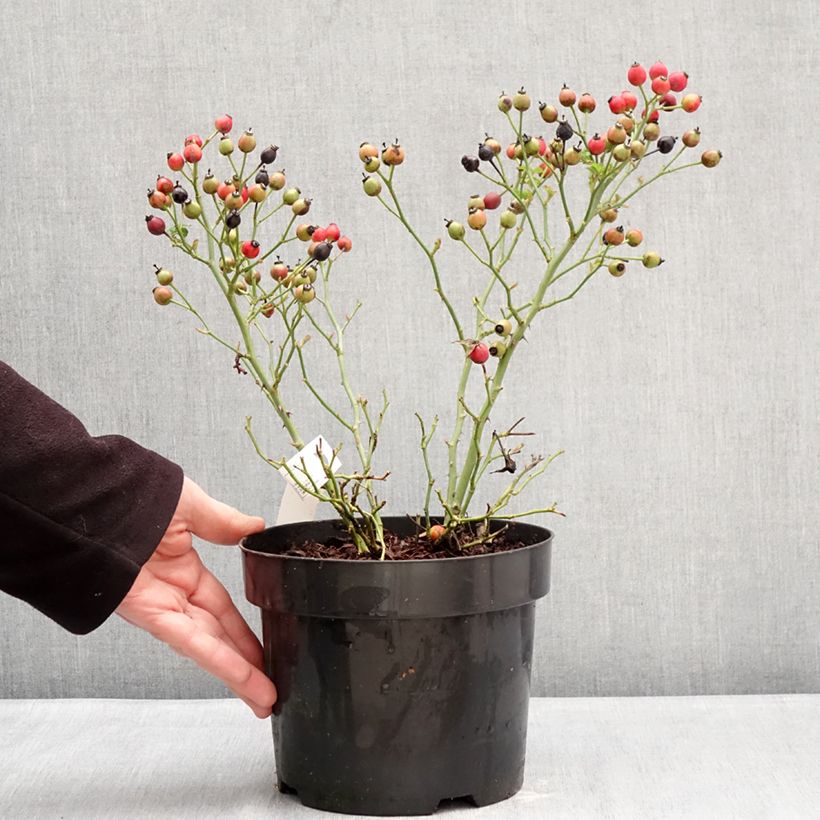 Spécimen de Rosier Bee Gold Pot de 3L/4L tel que livré en hiver