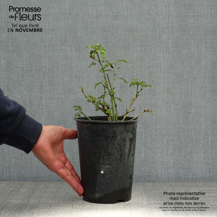 Spécimen de Rosier Bee's Paradise Light Red Pot de 3L/4L tel que livré en automne