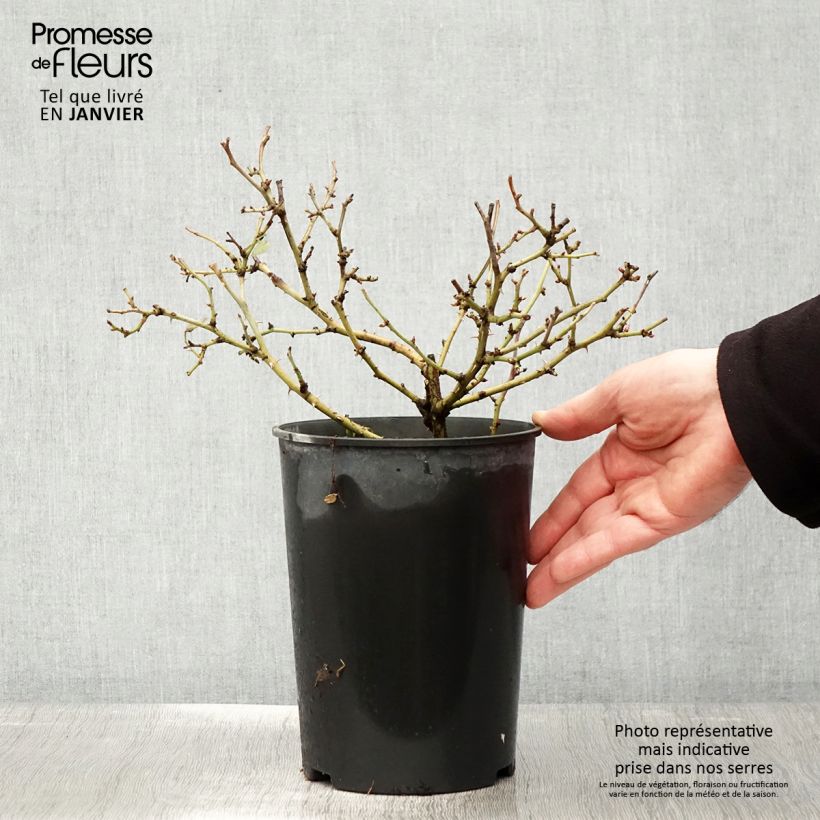 Spécimen de Rosier Bee's Paradise Light Red Pot de 3L/4L tel que livré en hiver