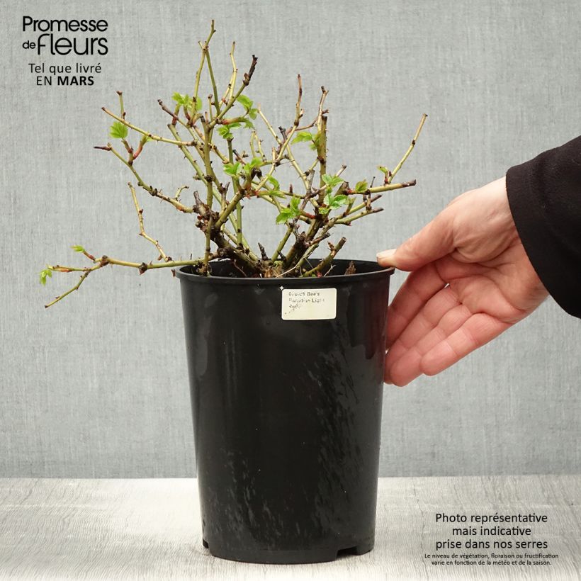 Spécimen de Rosier Bee's Paradise Light Red Pot de 3L/4L tel que livré au printemps