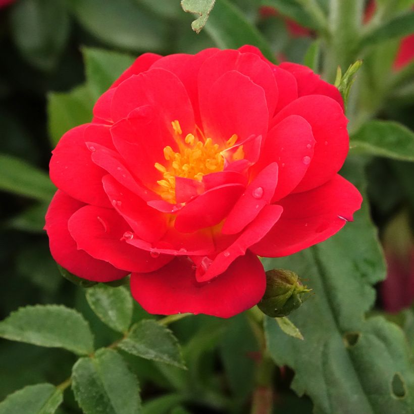 Rosier Bee's Paradise Light Red (Floraison)