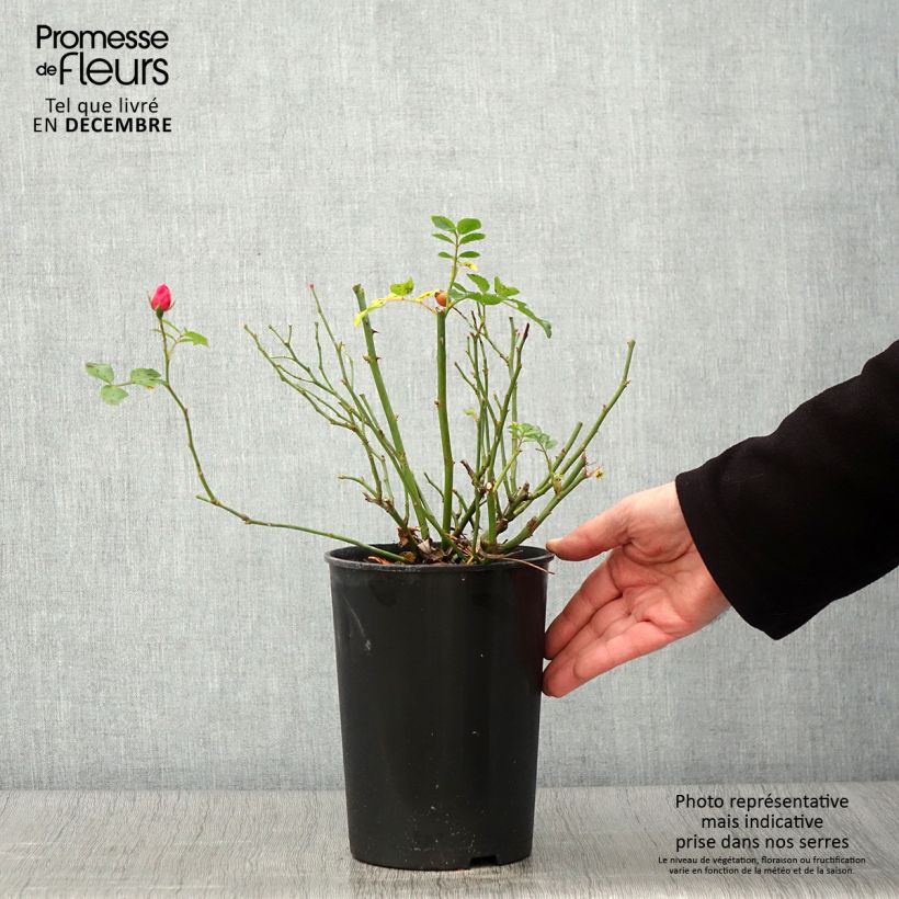 Spécimen de Rosier Bees Paradise Pink  Pot de 3L/4L tel que livré en automne