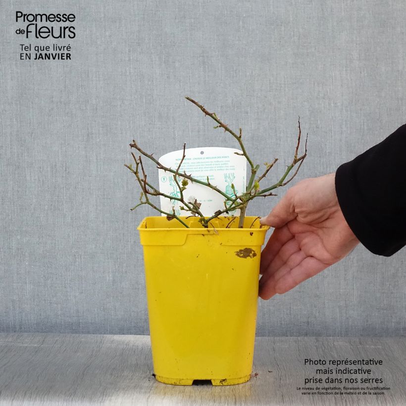 Spécimen de Rosier Bees Paradise Ivory Pot de 3L/4L tel que livré en hiver