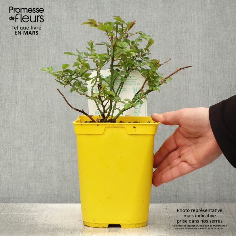 Spécimen de Rosier Bees Paradise Ivory Pot de 3L/4L tel que livré au printemps