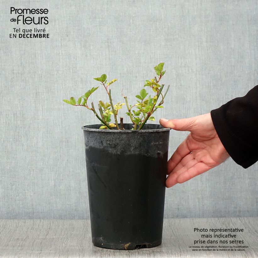 Spécimen de Rosier Bleu Magenta - Rosier grimpant ancien Pot de 4L/5L tel que livré en automne