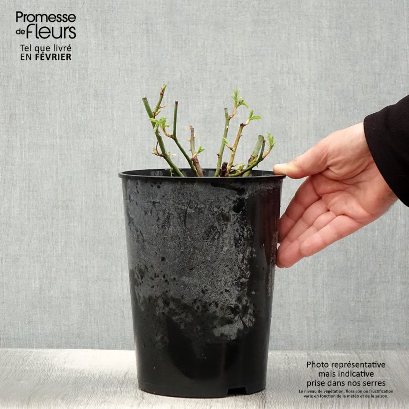 Spécimen de Rosier Bleu Magenta - Rosier grimpant ancien Pot de 4L/5L tel que livré en hiver