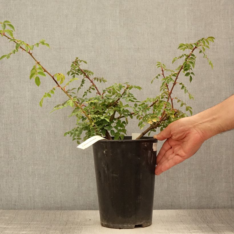 Spécimen de Rosier botanique pendulina Bourgogne Pot de 4L/5L tel que livré en été
