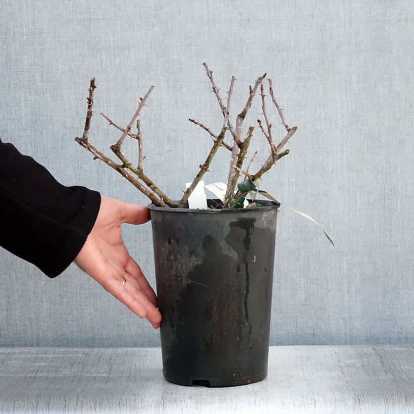 Spécimen de Rosier botanique pendulina Bourgogne Pot de 4L/5L tel que livré en hiver