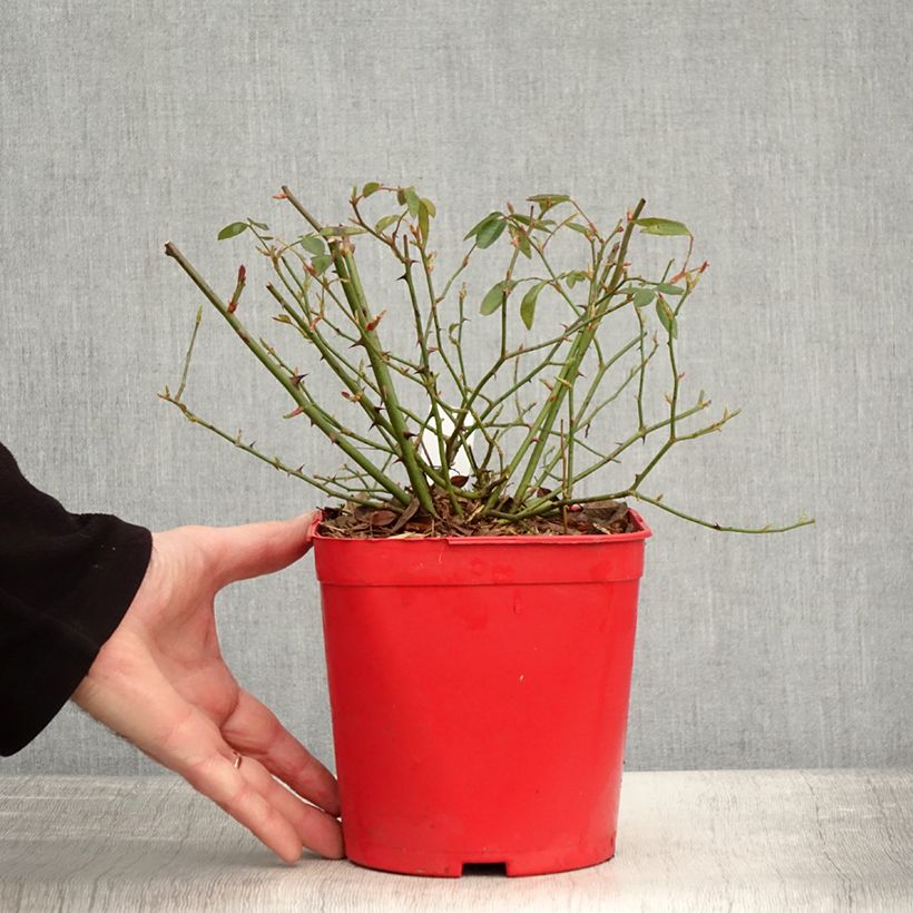 Spécimen de Rosier botanique - Rosa chinensis Mutabilis Pot de 2L/3L Qualité 2 branches, Sur propres racines ( non greffé) tel que livré en hiver