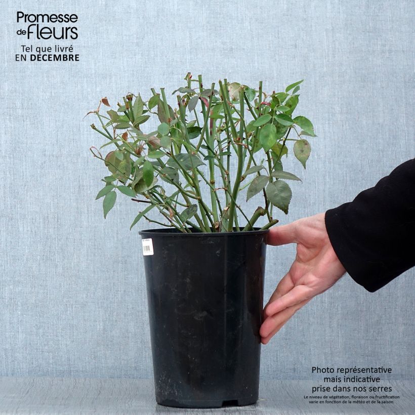 Spécimen de Rosier botanique - Rosa chinensis Viridiflora - Rose verte Pot de 4L/5L, Qualité 2 branches tel que livré en automne