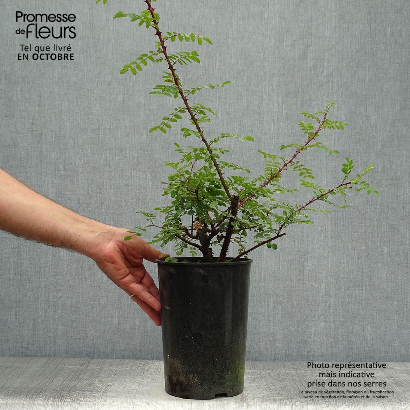 Spécimen de Rosier botanique - Rosa hugonis Pot de 3L/4L, Qualité 2 branches tel que livré en automne
