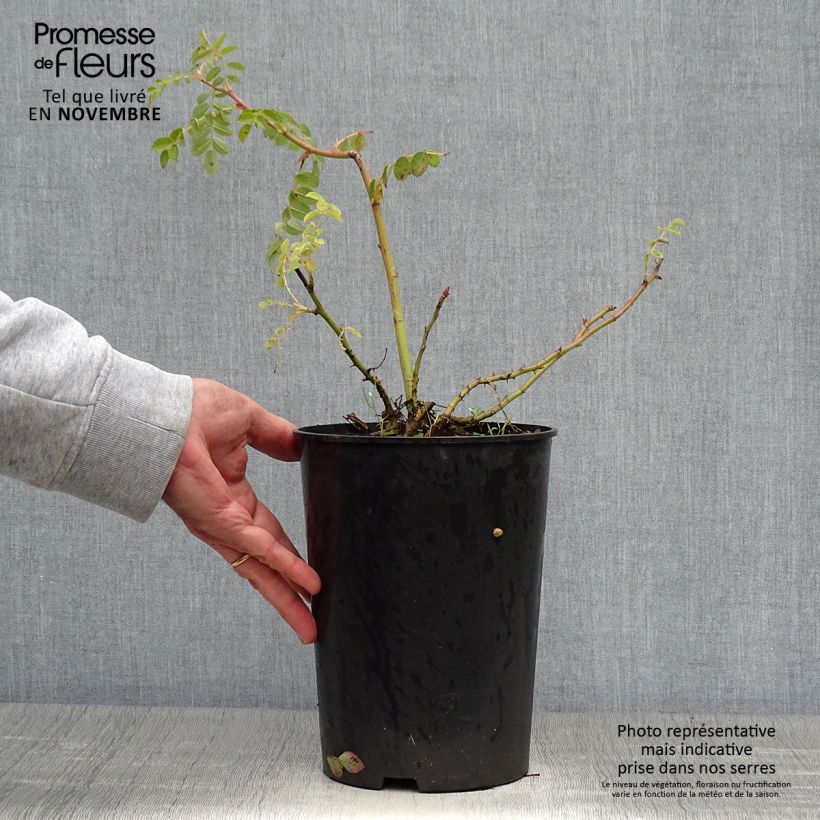 Spécimen de Rosier botanique - Rosa moyesii Geranium Pot de 3L/4L, Qualité 2 branches, Sur propres racines ( non greffé) tel que livré en automne