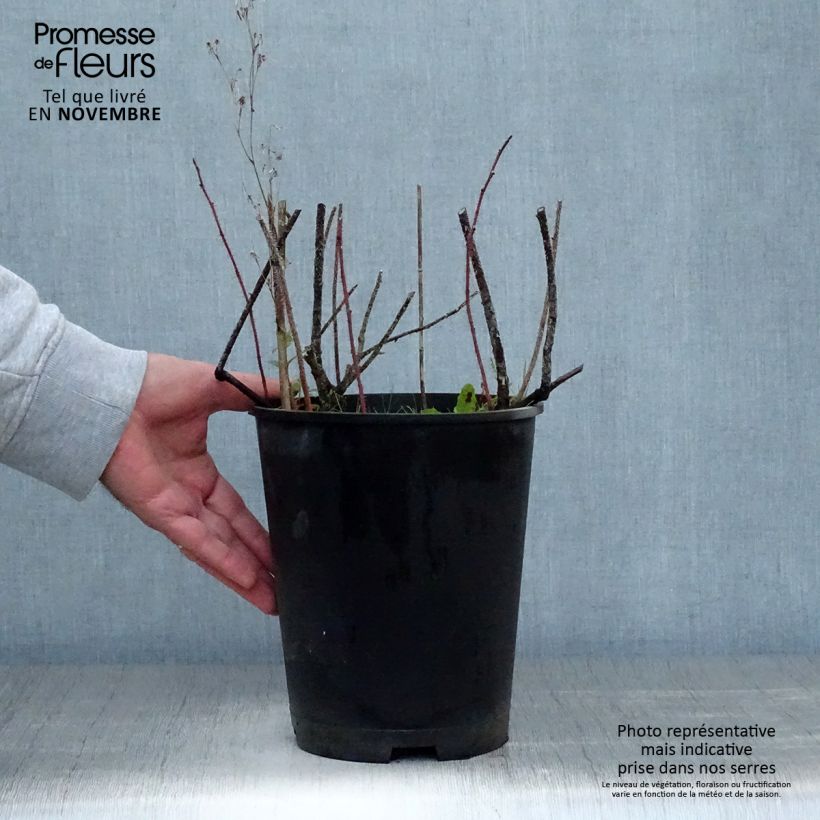 Spécimen de Rosier botanique - Rosa nitida Pot de 2L/3L, Qualité 2 branches tel que livré en automne