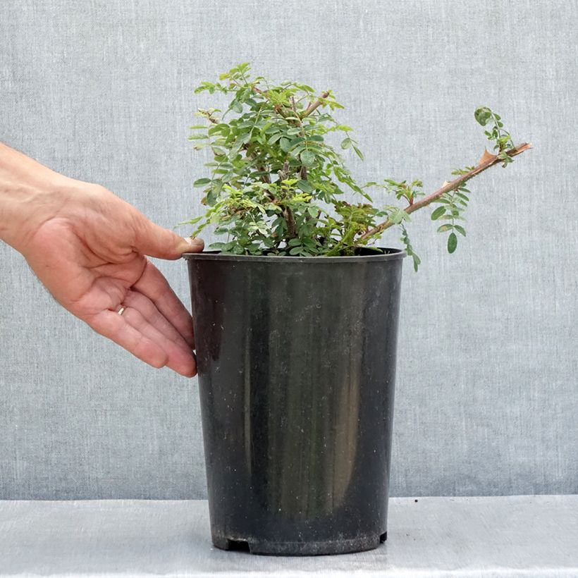 Spécimen de Rosier botanique - Rosa omeiensis Pteracantha Pot de 4L/5L, Qualité 2 branches tel que livré en été