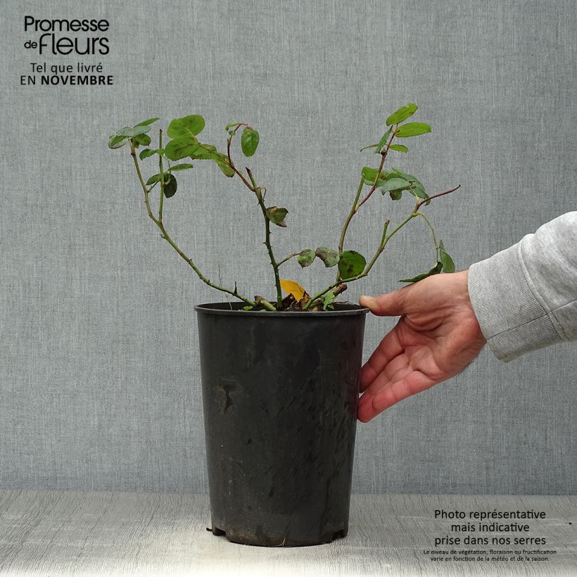 Spécimen de Rosier buisson Eisvogel Pot de 4L/5L tel que livré en automne