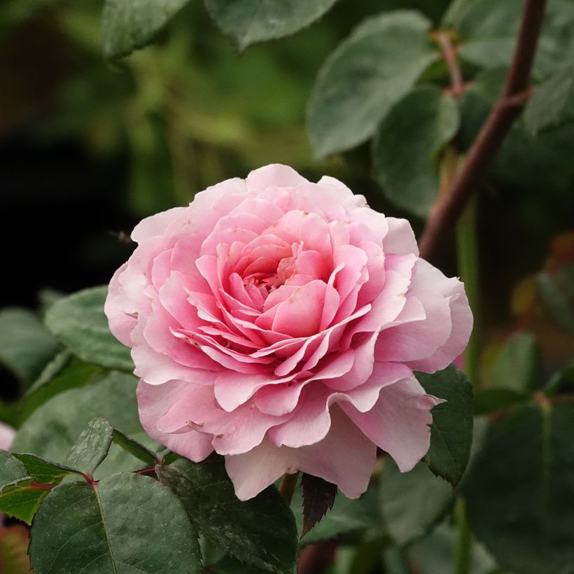 Rosier buisson Eisvogel (Floraison)