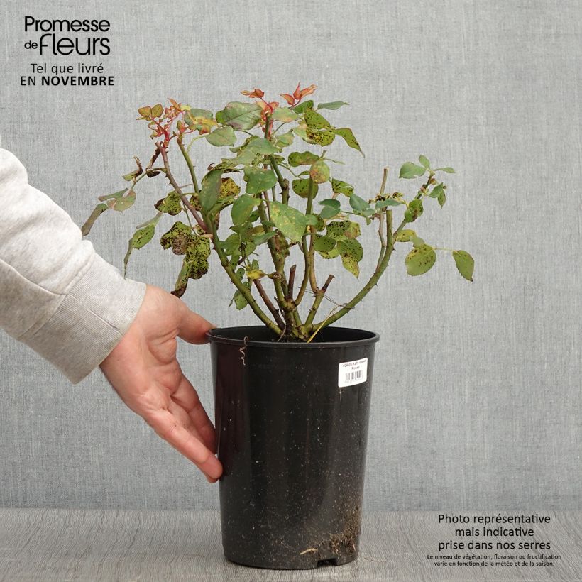 Spécimen de Rosier buisson Kaffe Fassett Pot de 2L/3L tel que livré en automne
