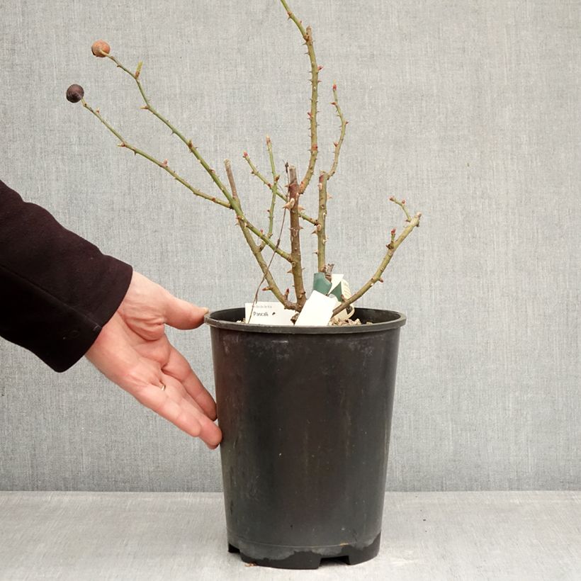 Spécimen de Rosier buisson Pascali Pot de 4L/5L tel que livré en hiver