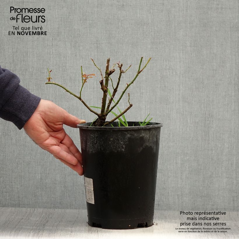 Spécimen de Rosier couvre-sol Amber Sun Pot de 2L/3L tel que livré en automne