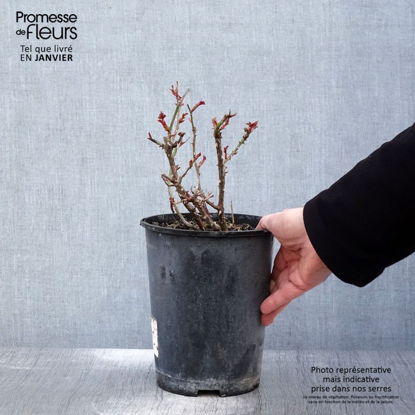 Spécimen de Rosier couvre-sol Amber Sun Pot de 2L/3L tel que livré en hiver