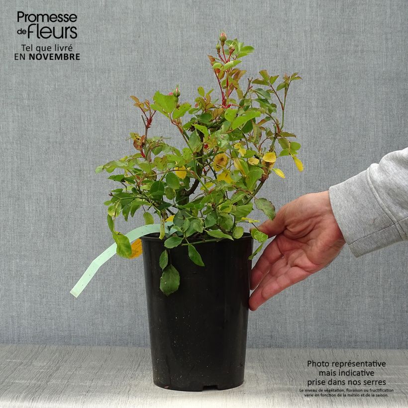 Spécimen de Rosier couvre-sol Amica Pot de 3L/4L tel que livré en automne