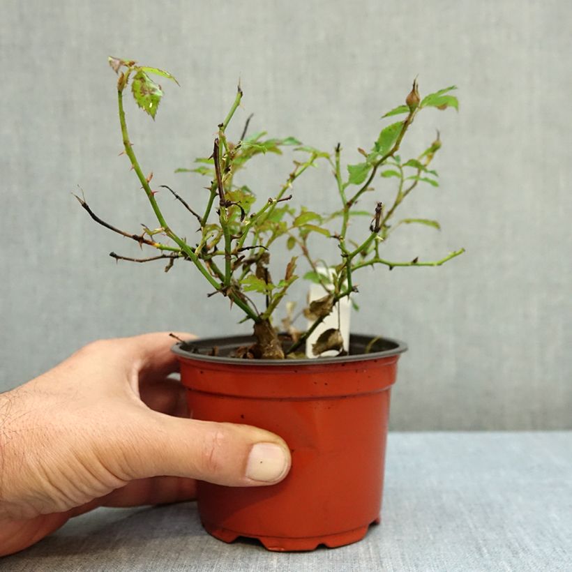 Spécimen de Rosier couvre-sol Amirose Pot de 12 cm / 13 cm tel que livré en automne