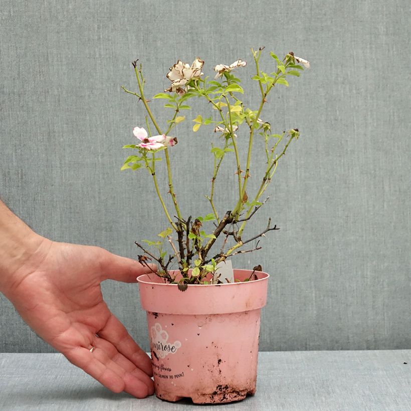 Spécimen de Rosier couvre-sol Amirose Pot de 12 cm / 13 cm tel que livré en été