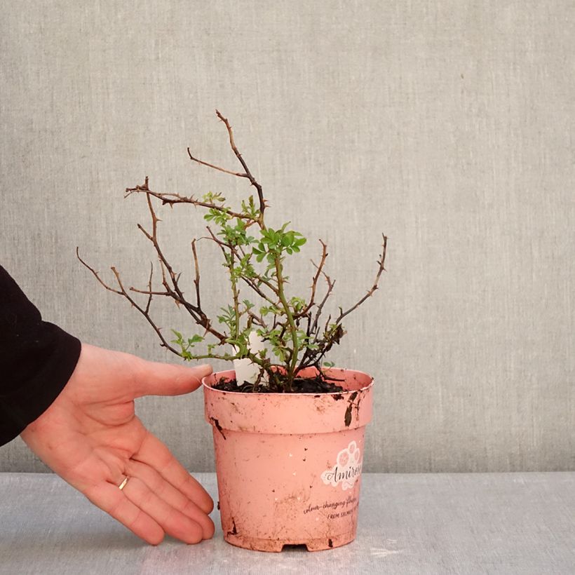 Spécimen de Rosier couvre-sol Amirose Pot de 12 cm / 13 cm tel que livré en hiver