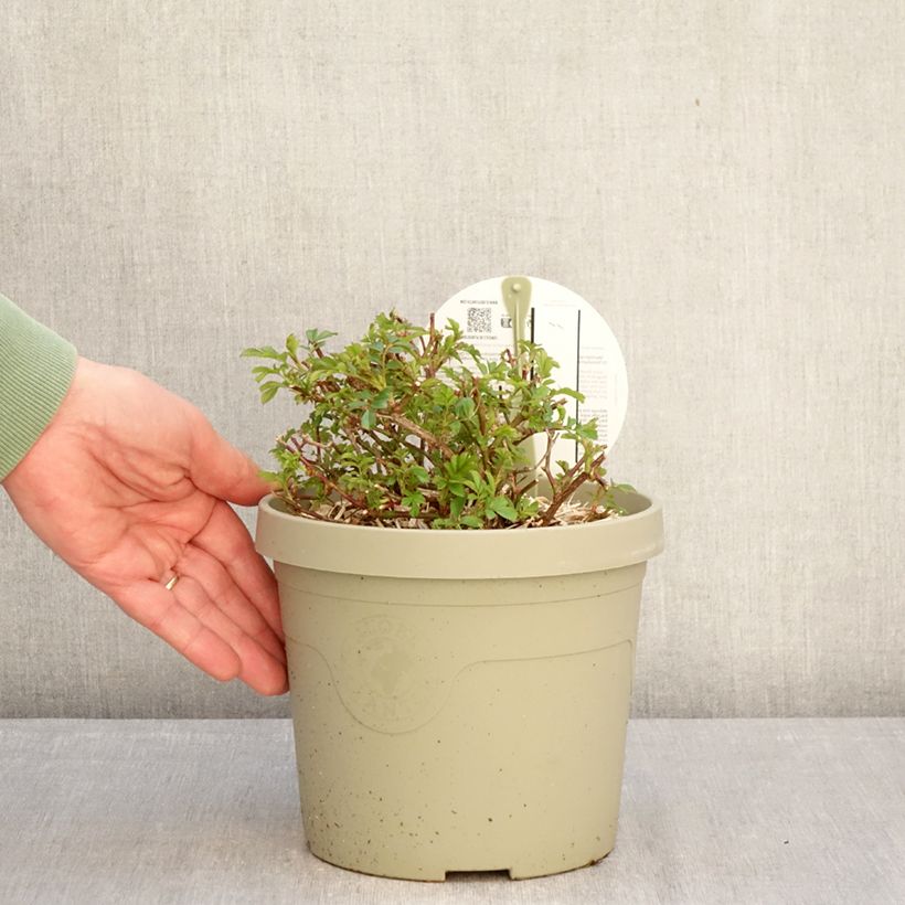 Spécimen de Rosier couvre-sol Amirose Pot de 3L/4L tel que livré en hiver