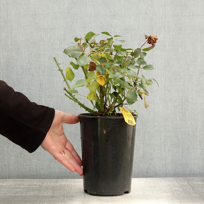Spécimen de Rosier couvre-sol Black Forest Rose Pot de 2L/3L tel que livré en automne