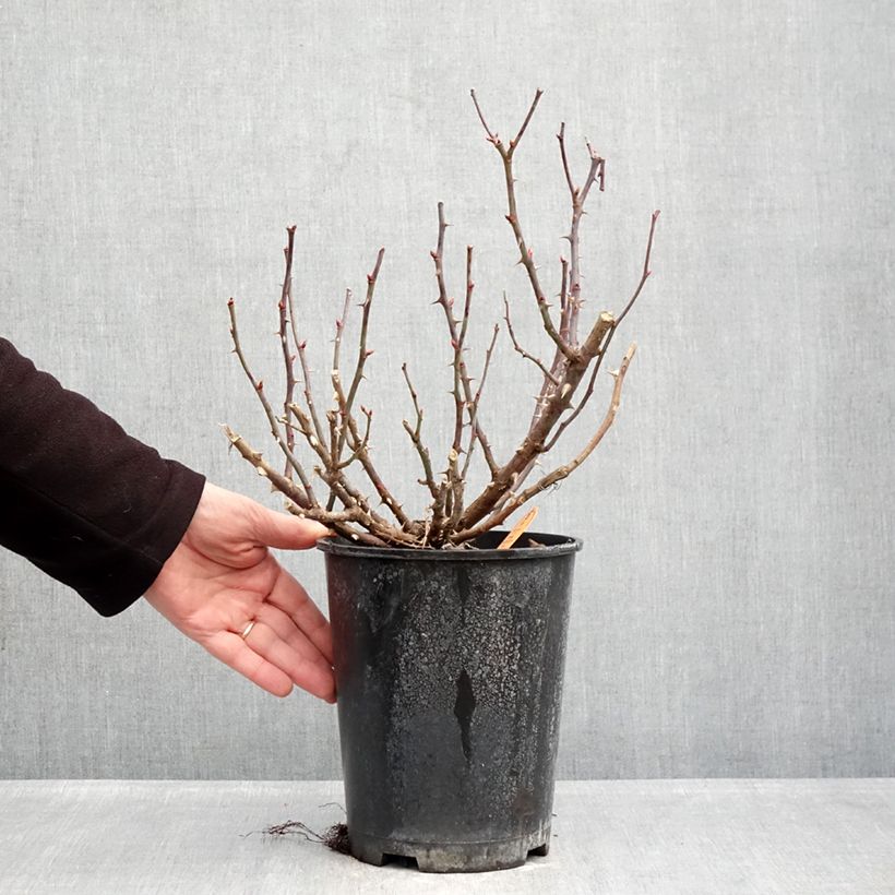 Spécimen de Rosier couvre-sol Double Knock Out Pot de 4L/5L tel que livré en hiver